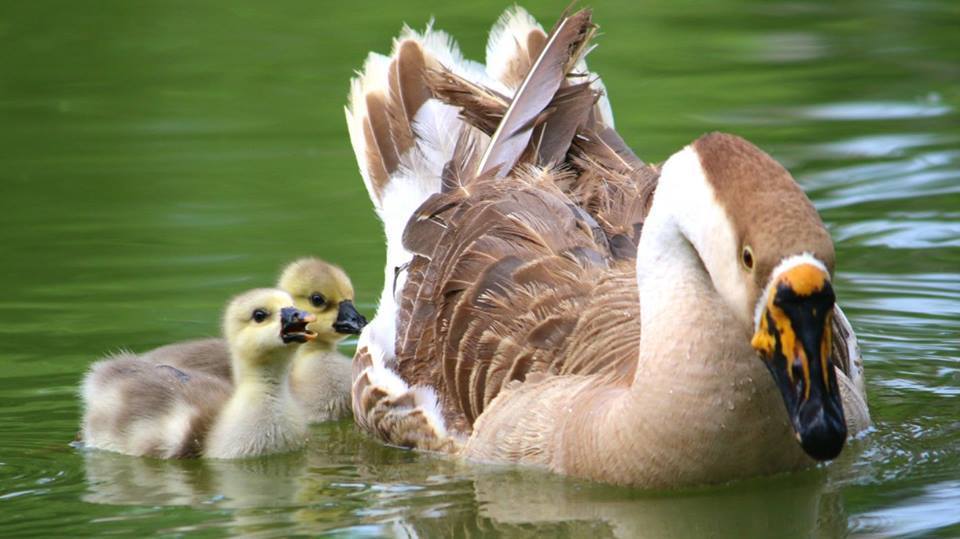 今年5月剛出生於大湖公園的幼鵝「大寶」、「小寶」依偎在鵝媽媽「小比」旁。 溫芳玲/提供