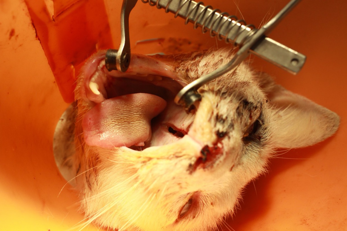 浪貓因車禍顏面受損嚴重，獸醫師需進行上下顎裂接手術。 新北市動保處/提供