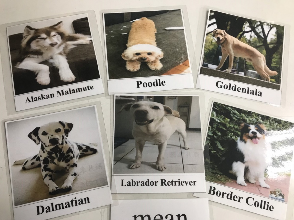 台北民族國中英文老師陳柏涵利用字卡將動保融入英文課當中。 姚崇仁/攝