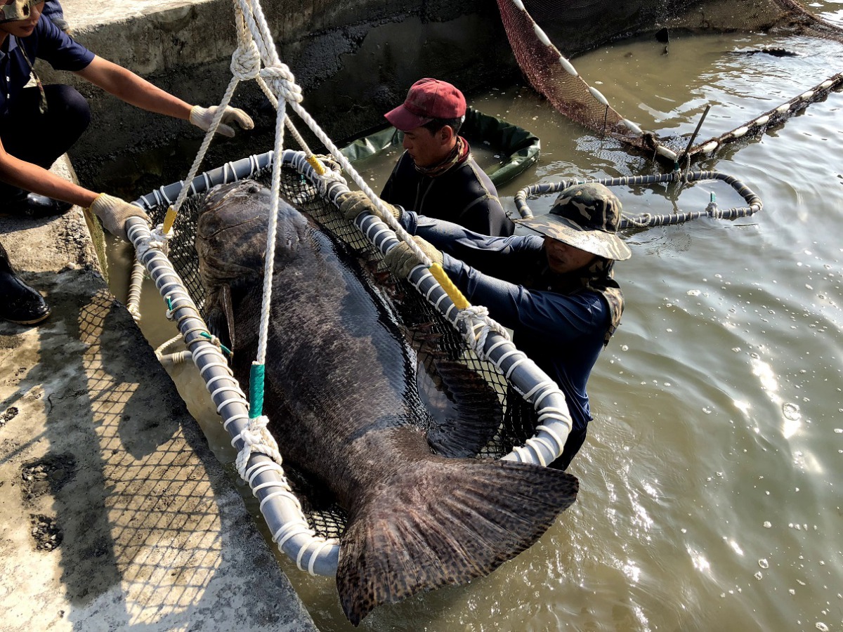 龍佃海洋生技公司將4尾重達上百公斤的龍膽石斑送給屏東海生館。 海生館/提供