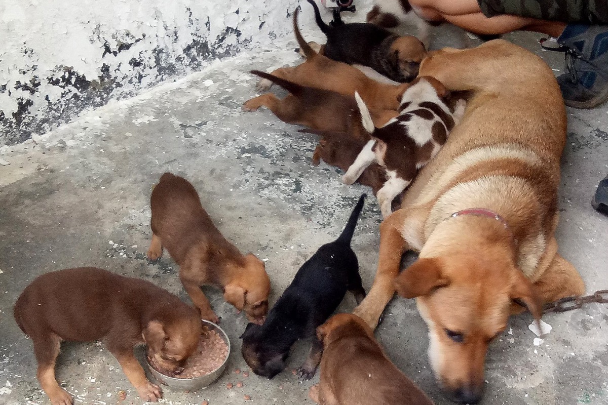 台灣之心愛護動物協會前往馬祖執行駐紮任務希望協助解決當地流浪犬貓數量過多的問題。 台灣之心/提供