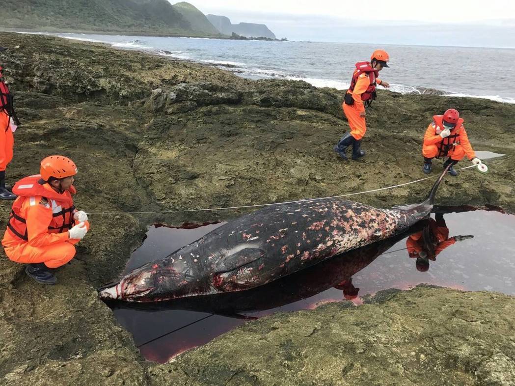 岸巡人員在巡邏時發現到3隻死亡的柏氏中喙鯨。 第13岸巡總隊/提供