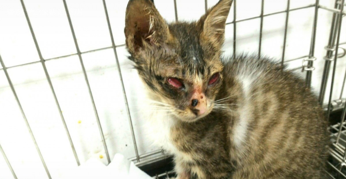 日前有遊客在猴硐發現眼睛受傷的幼貓。(圖為救援當天清創處理後的樣子) 瑞芳動物之家/提供