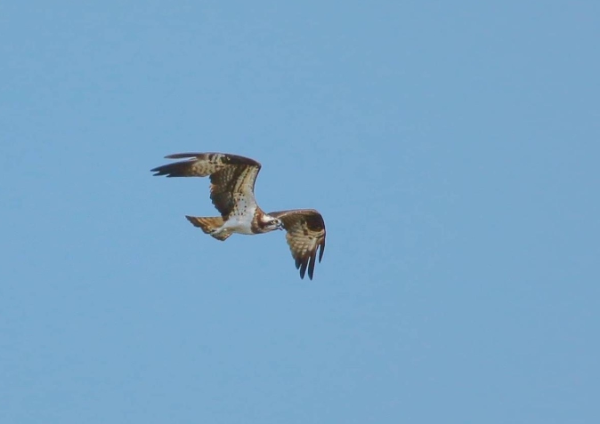 稀有冬候鳥在高雄茄萣溼地現蹤。茄萣區觀光發展協會/提供