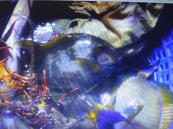 岸巡人員查獲漁船違法潛水採捕龍蝦等大量漁獲。 海巡署第二岸巡隊/提供