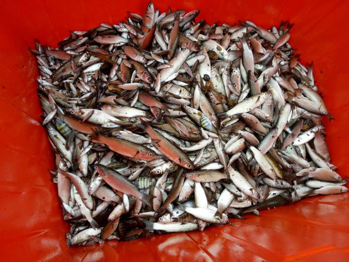 基隆潮境公園內外海及望海巷潮間帶有多達7千多隻魚蝦死亡，市府已經採證檢體調查死亡原因。 基隆市政府/提供