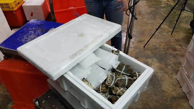 食藥署查獲多達15噸來自中國的大閘蟹被驗出「世紀之毒」戴奧辛過量。 海巡署/提供