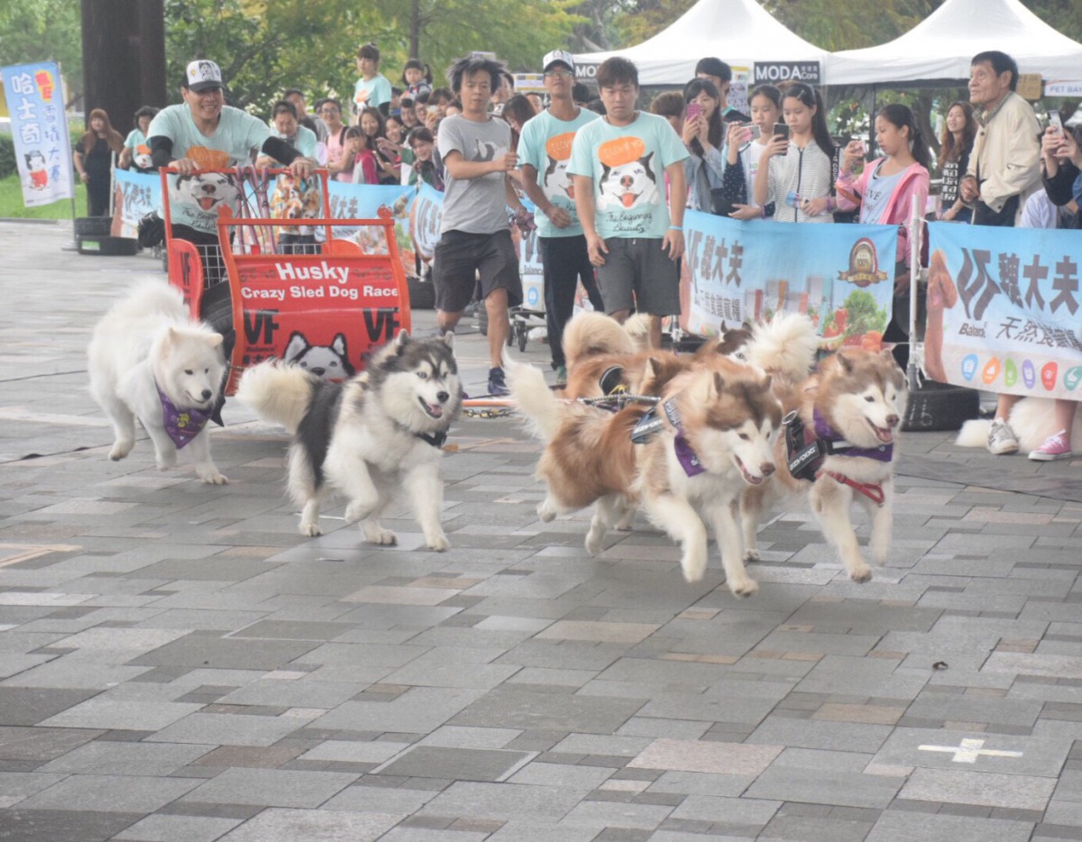 第六屆哈士奇瘋狂雪橇大賽由超高人氣的「哈DOG LIFE」來為比賽揭開序幕。 姚崇仁/攝