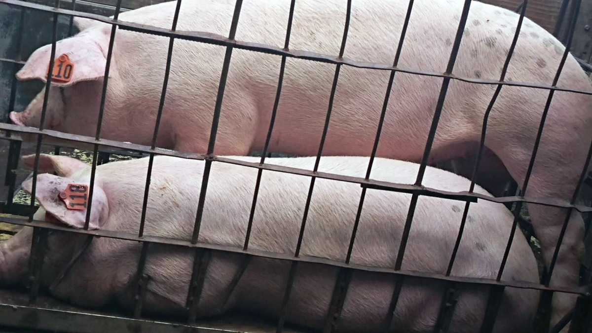 口蹄疫苗停打後，家畜必須附上牧場防疫統一編透過定位精準溯源。 新北市動保處/提供