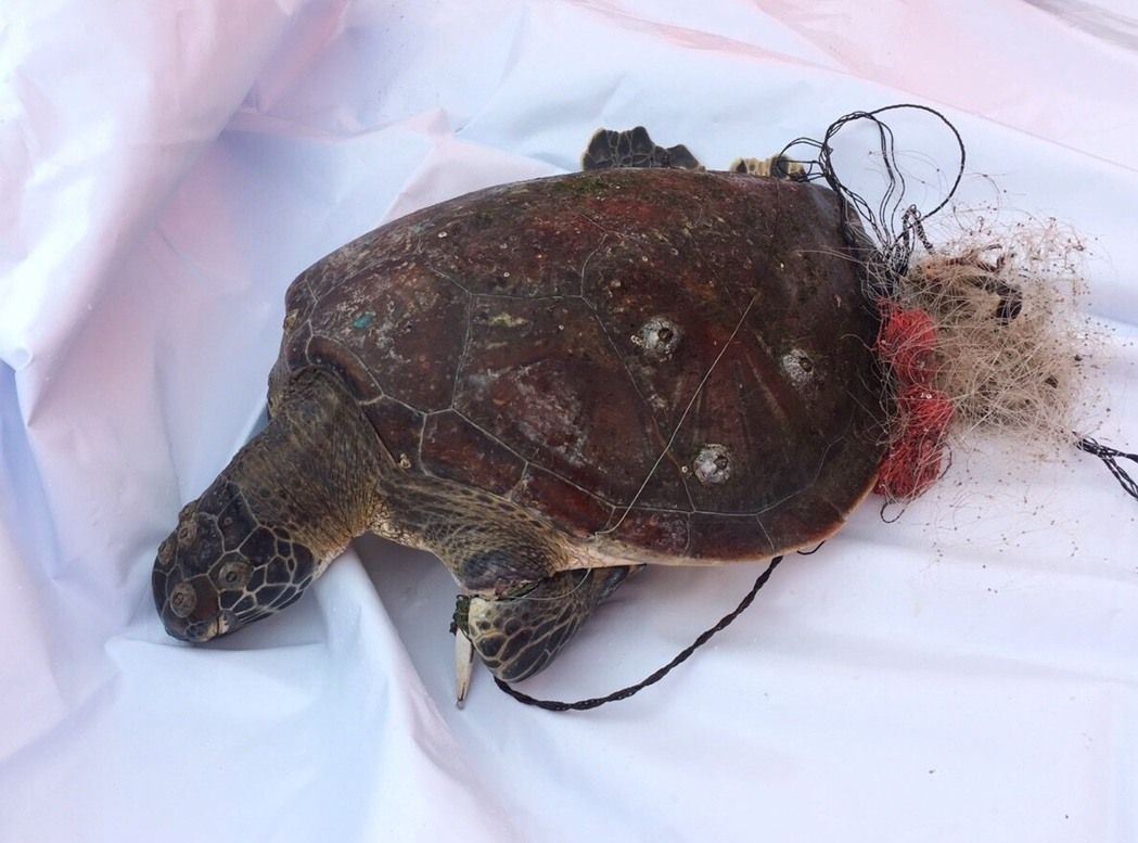 安平港外海遭廢棄網纏住前肢導致死亡的綠蠵龜。 第11海巡總隊/提供