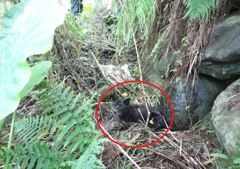 民眾發現黑色浪犬受困於三芝區八連溪明隧道旁山坡。 新北市動保處/提供