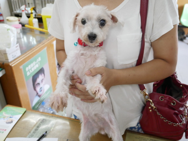 被飼主所棄養的毛小孩當動保處抓到後將會嚴懲。 台南市動保處/提供