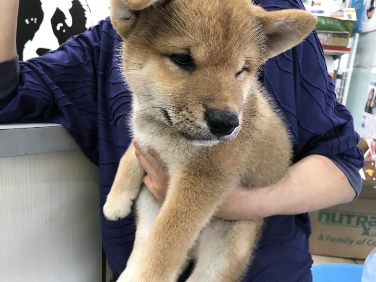 非法繁殖的幼柴將在11月10日開放民眾認養。 台北市動保處/提供