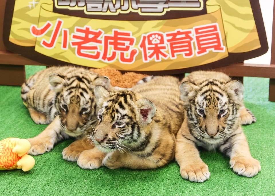 六福村有3隻可愛的孟加拉虎寶寶剛出生滿一個月。 六福村/提供