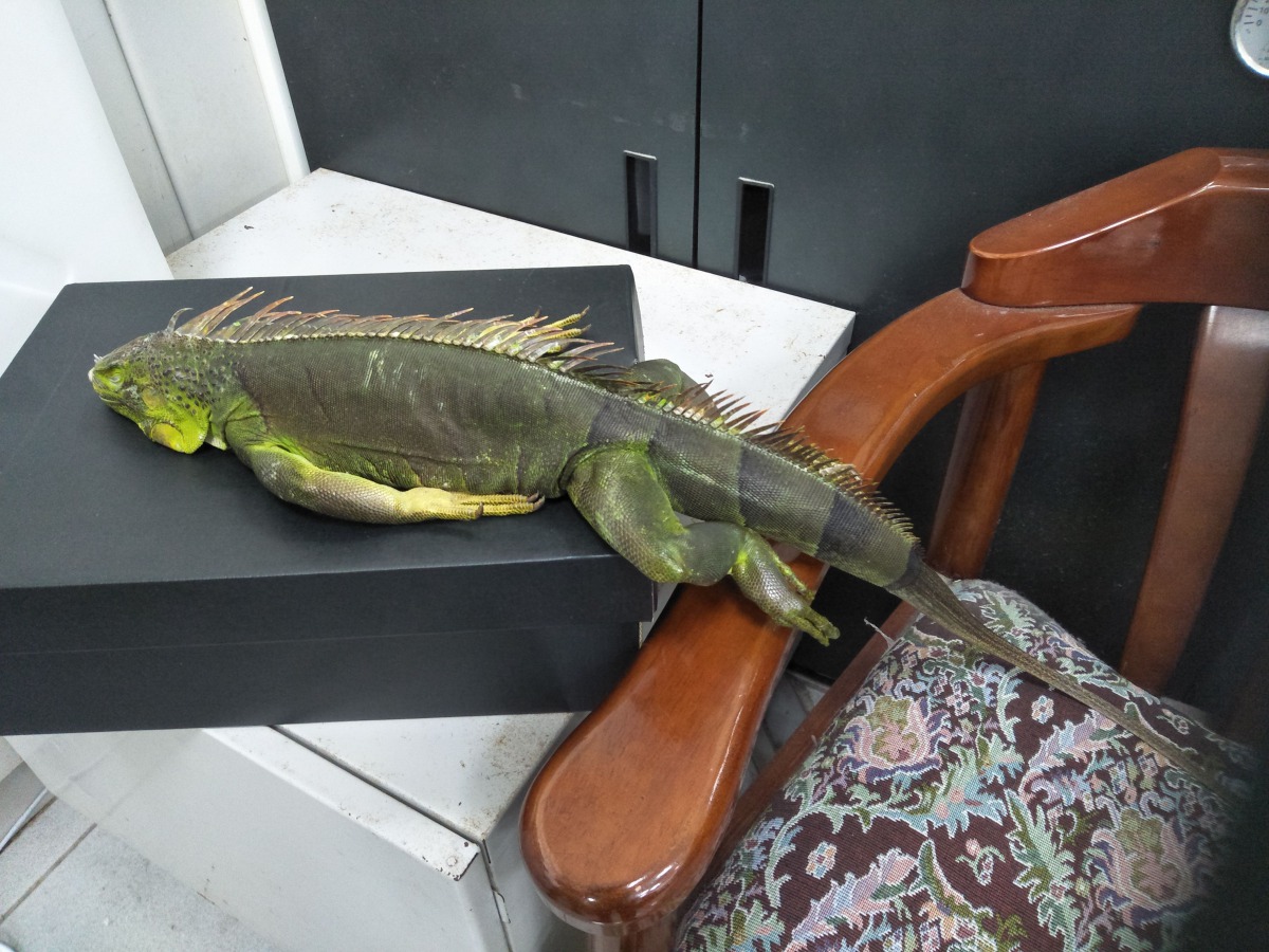 澎湖縣近日發現一隻疑似被車子輾到受傷死亡的綠鬣蜥引發關注。 澎湖農漁局生態保育科/提供