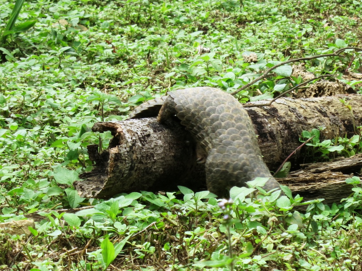 穿山甲在檳榔枯木覓食。 嘉義林管處/提供