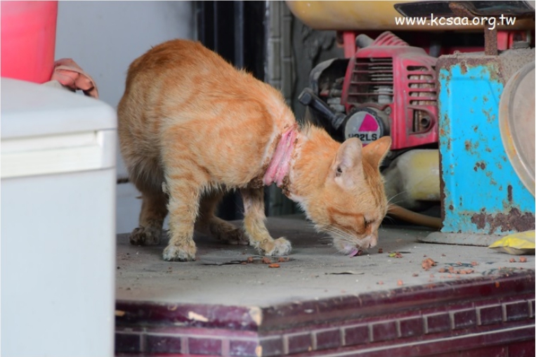 高雄大寮有一隻遭橡皮筋勒住的浪貓。 高雄市關懷流浪動物協會/提供