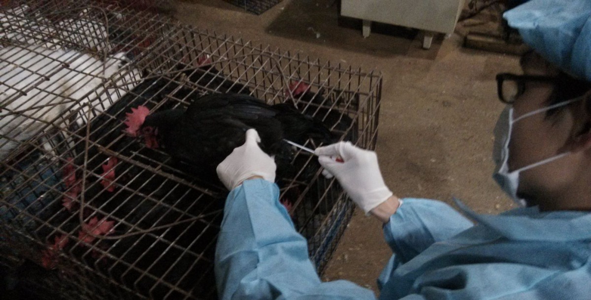 新北市動保處至新北禽理貨場進行肛門拭子採樣。 新北市動保處/提供