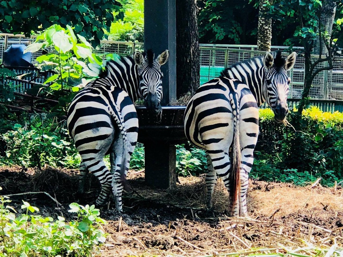 壽山動物園的2隻查普曼斑馬「中斑」(右)、「小斑」。 高雄市觀光局/提供