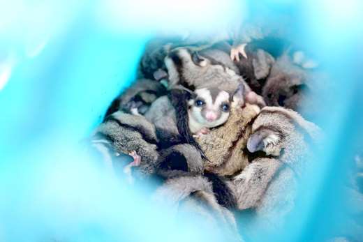 金門岸巡隊查獲走私304隻活體蜜袋鼯。 金門岸巡隊/提供