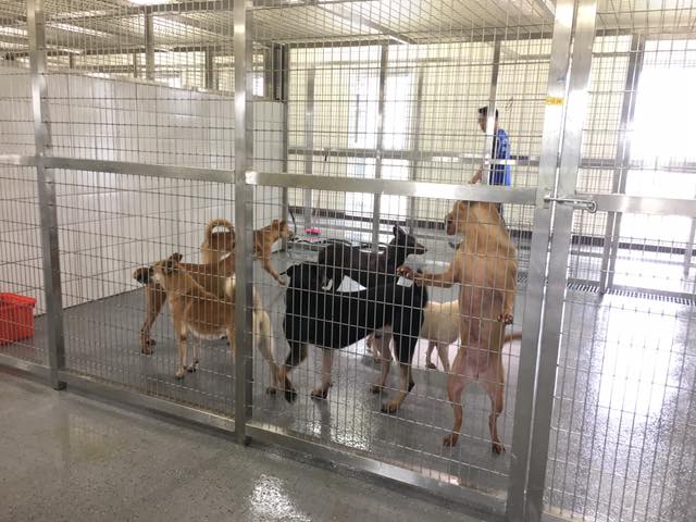 可以收容多達1150隻犬貓的桃園動保教育園區剛改建完成卻被爆出設施漏洞百出。 劉姓志工/提供