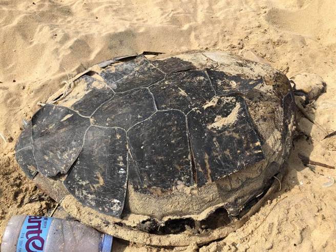 金門近日發現兩隻綠蠵龜，其中一隻已死亡多日。 金門縣政府/提供
