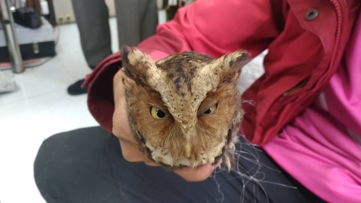 陽管處救援一隻被網具纏繞的保育類黃嘴角鴞。 陽管處/提供