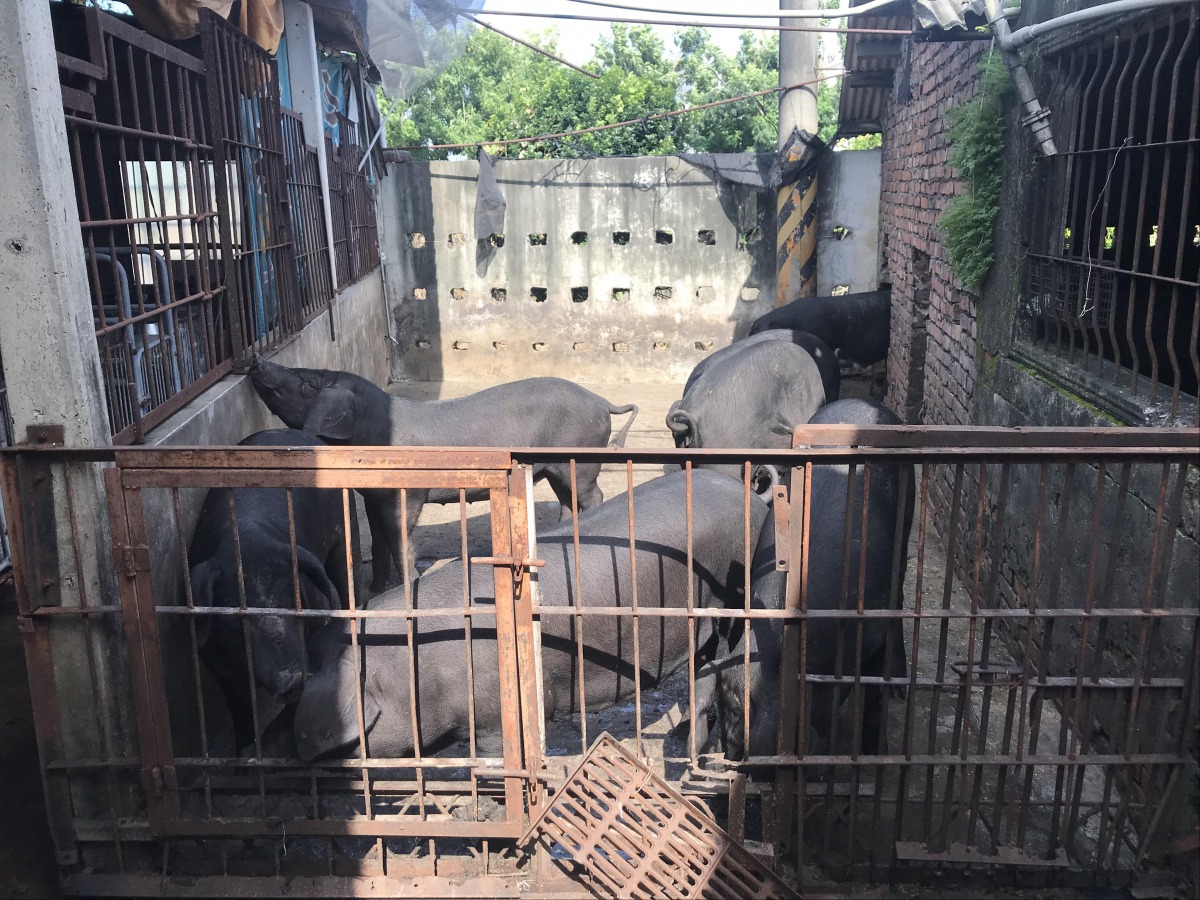 非洲豬瘟疫情來勢洶洶，國內養豬場嚴正以待。 高雄動保處/提供