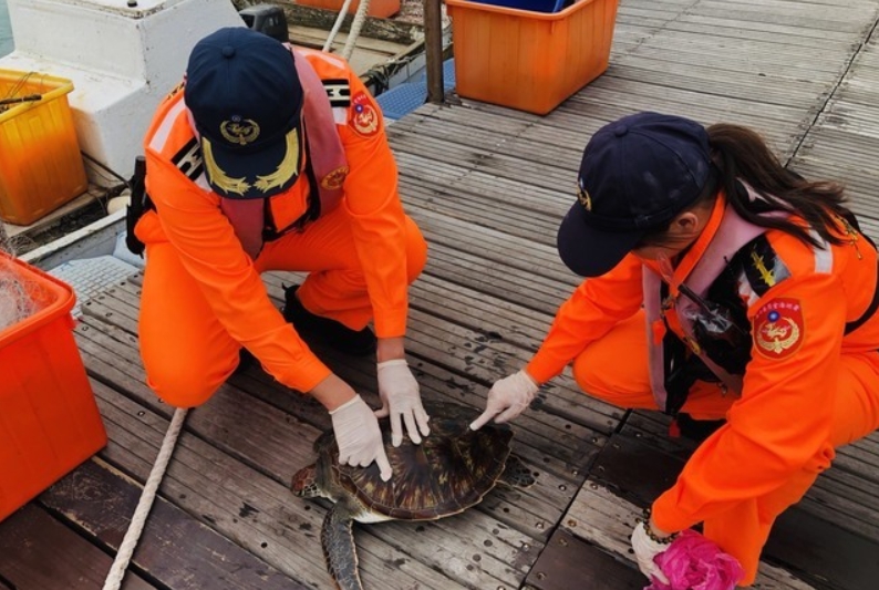 海巡人員幫助被塑膠袋套住的海龜脫困。 第七岸巡隊/提供
