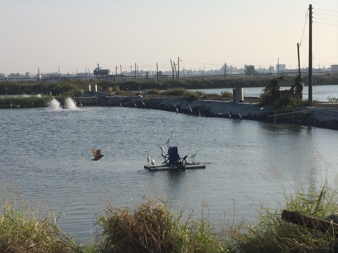 白鷺鷥在魚塭旁排排站的話可能是魚生病。 高雄市動保處/提供