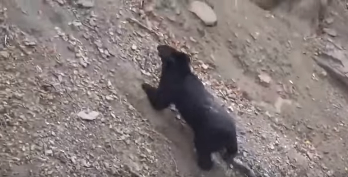 嘉義林管處巡山員巧遇台灣黑熊。 嘉義林管處/提供