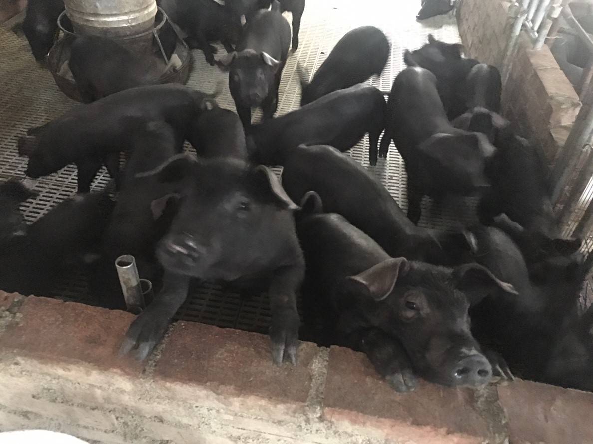 嘉義縣有16戶養豬場改採飼料餵食，防範非洲豬瘟。 嘉義縣政府/提供