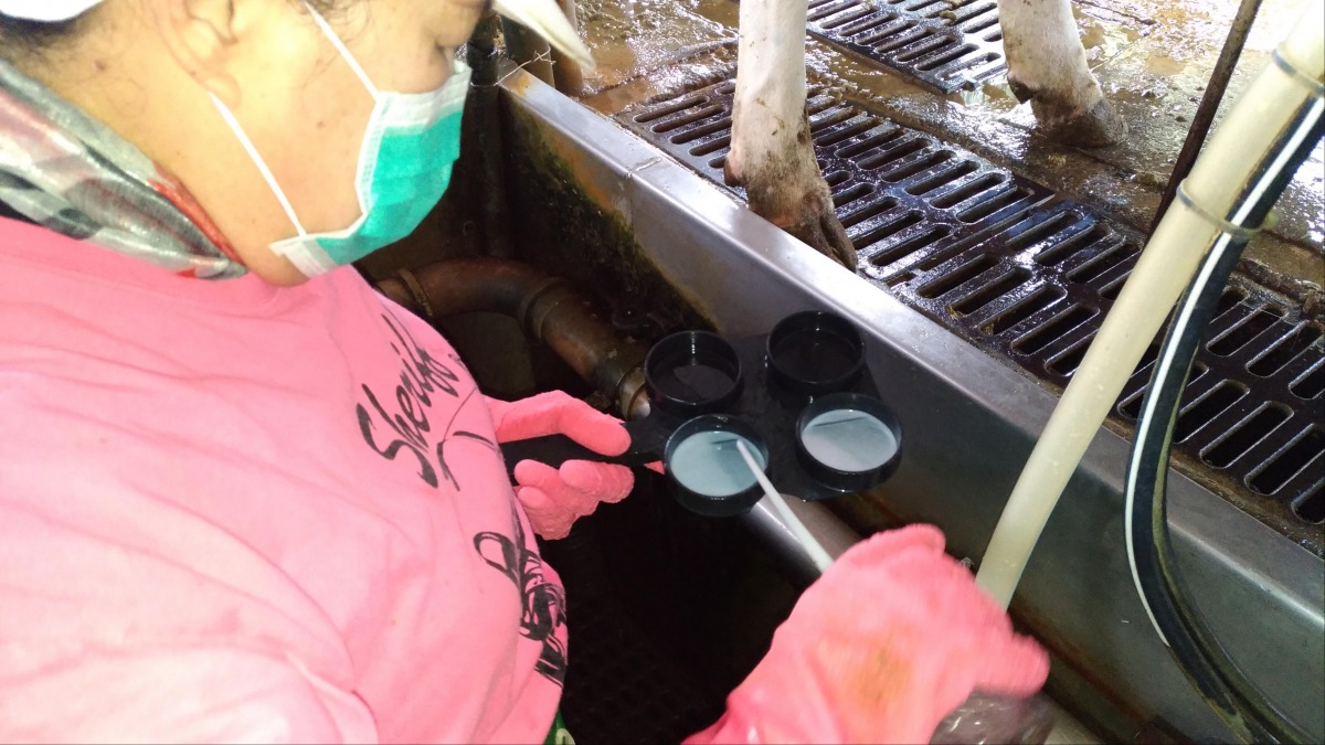 檢查乳牛是否有乳房炎，為乳品食品安全把關。 高雄市動保處/提供