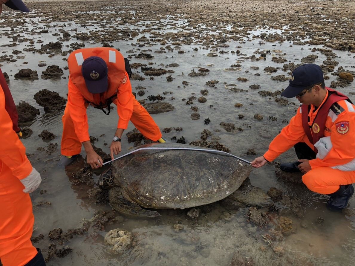 重達近150公斤的大綠蠵龜擱淺在澎湖沙灘。 第七岸巡隊/提供