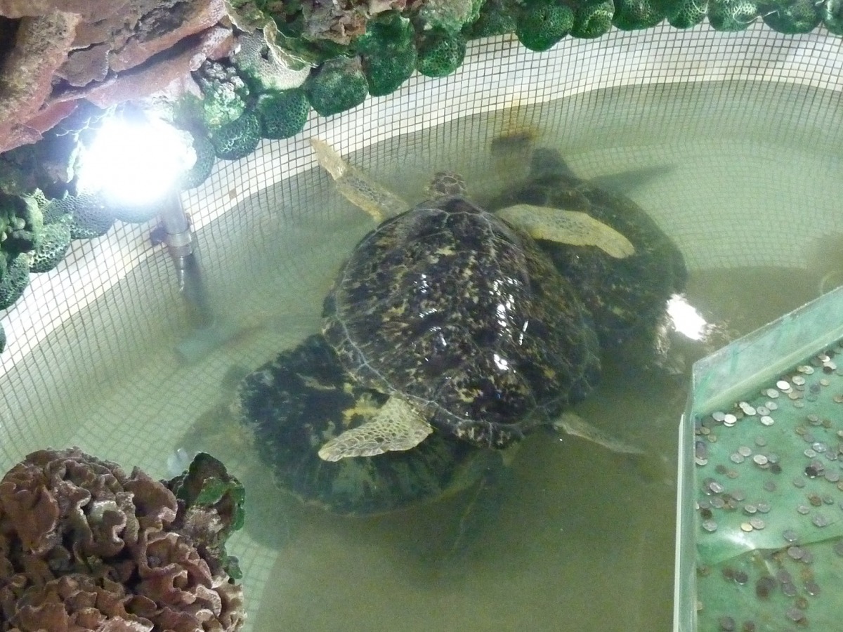 澎湖縣大義宮地下室的蓮花洞水池內一共飼養8隻保育類海龜。 台灣動物社會研究會/提供