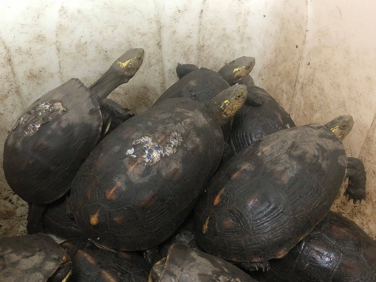 保七警方在花蓮查獲非法飼養繁殖大量保育類食蛇龜。 保七總隊第九大隊/提供