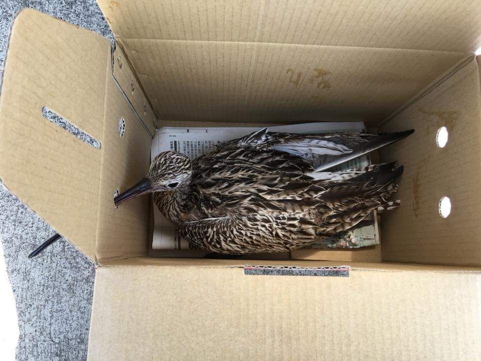 受傷的大杓鷸在嘉義縣野鳥學會救援下，已送往動物醫院進行治療。 陳建樺/提供
