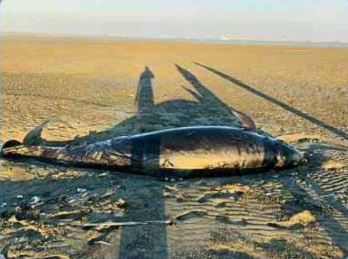 身長4公尺的保育類偽虎鯨擱淺在嘉義白水湖沙洲。 成大海洋生物暨鯨豚研究中心/提供