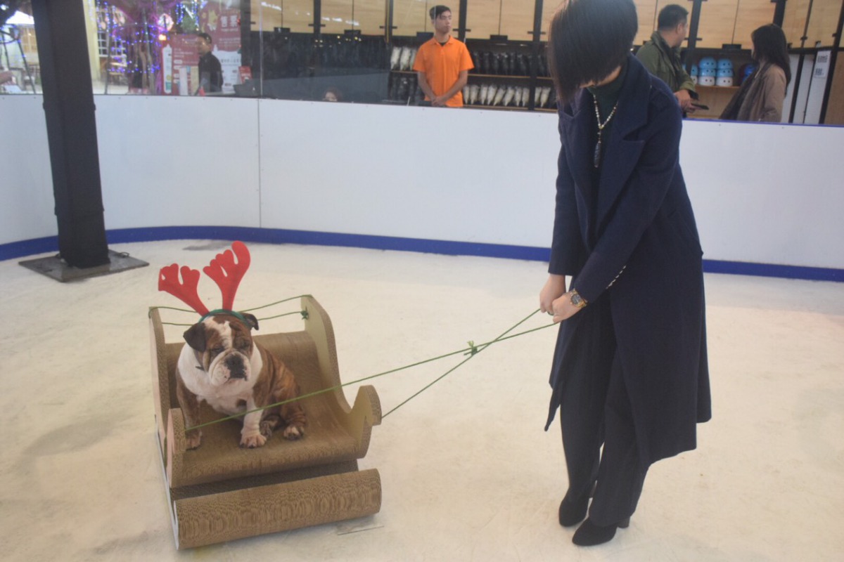 毛小孩冰上樂園讓飼主可以帶著毛小一起來溜冰。 姚崇仁/攝