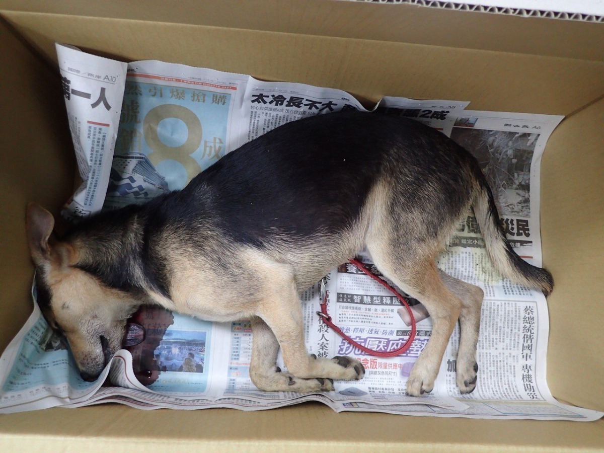 誤食摻有農藥的雞腿後中毒身亡。 苗栗動物保護防疫所/提供