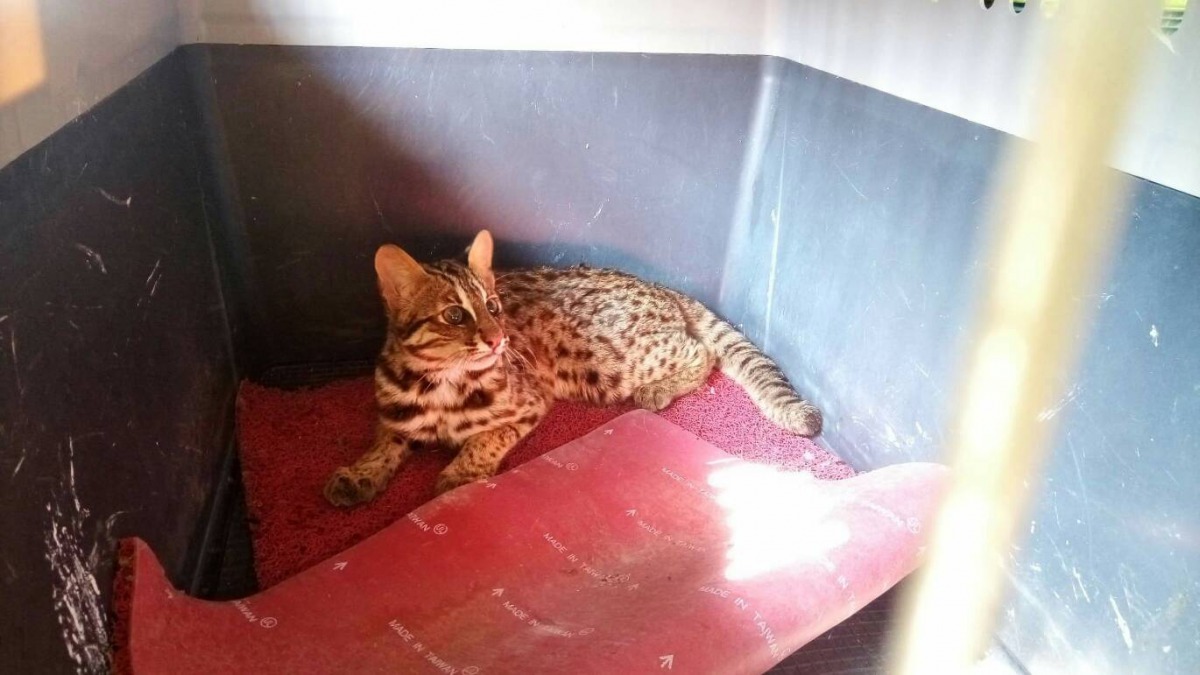 闖入雞舍被捕捉到的「蘇虎寶」。 苗栗縣農業處/提供