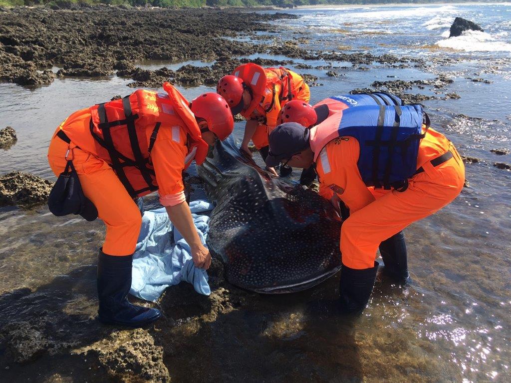 瀕臨絕種的豆腐鯊擱淺於屏東車城海邊。海巡署第八巡防區/提供