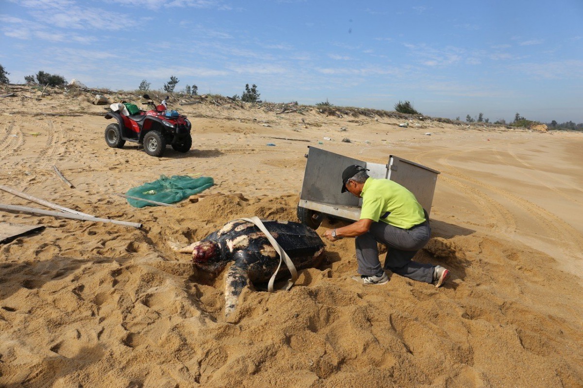金門獅山周邊海域出現一隻體長將近200公分的死亡革龜。 金門縣政府/提供