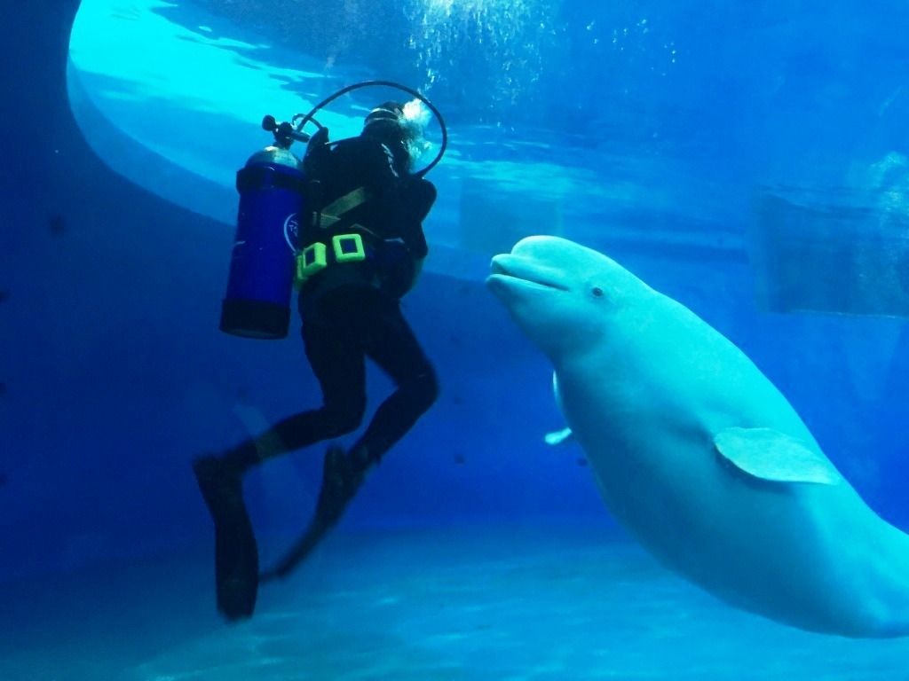 海生館舉辦白鯨特展，要讓民眾更了解館內的3隻白鯨。資料照片  海生館/提供