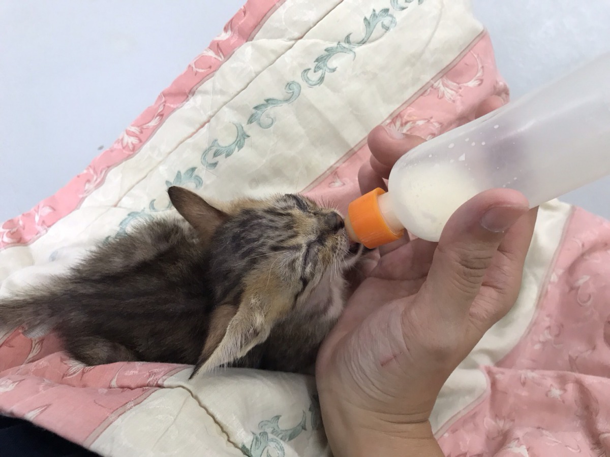 動保員小心翼翼地餵奶貓喝奶。 新北市動保處/提供