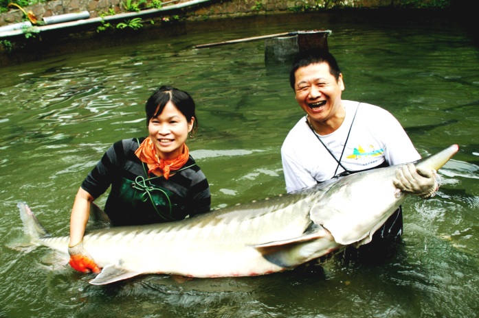 葉福花專業養殖場的鱘龍魚養殖成果豐碩。 林典/提供