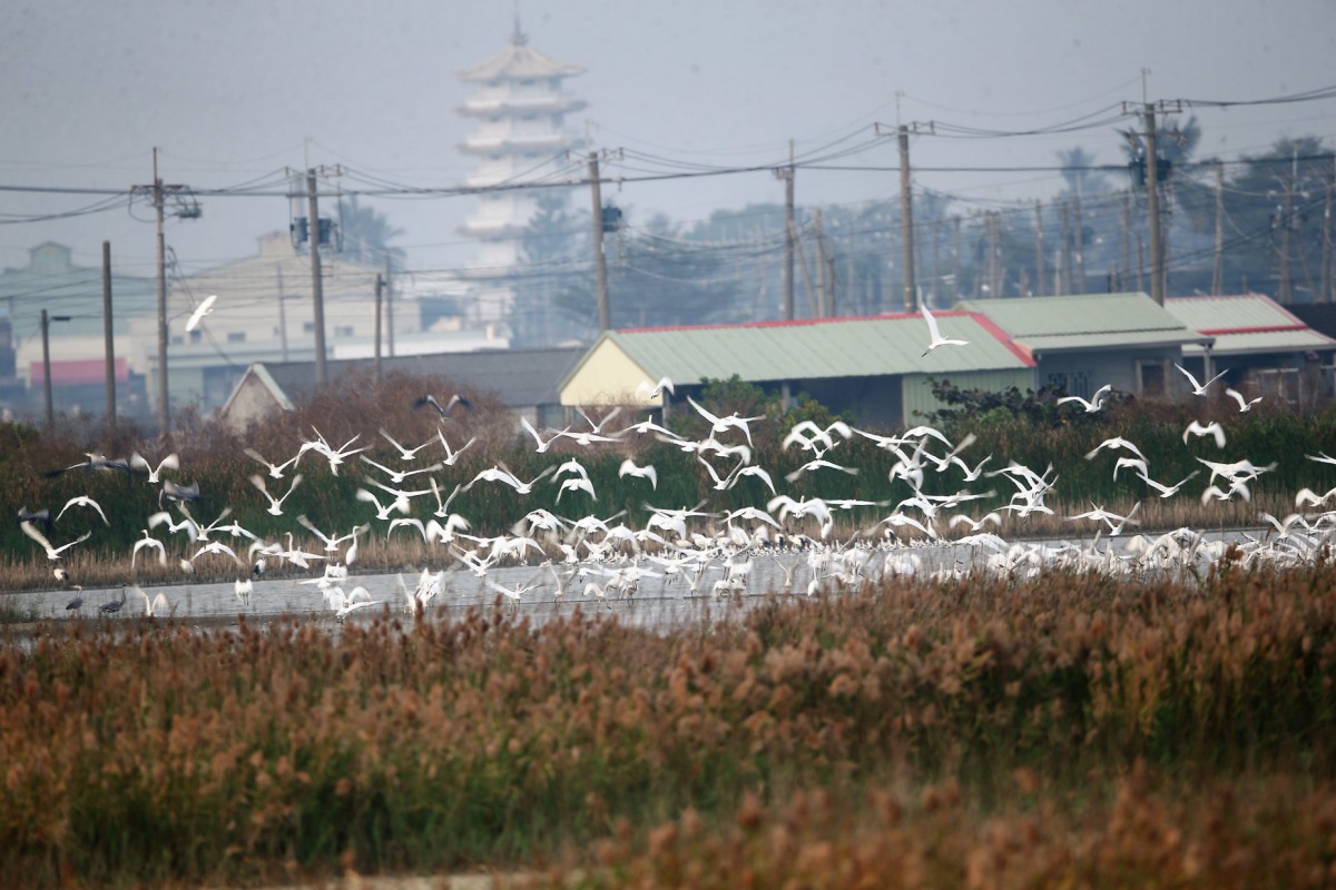 高雄茄萣濕地今年記錄到400隻黑面琵鷺，數量史上最多。 高雄市養工處/提供
