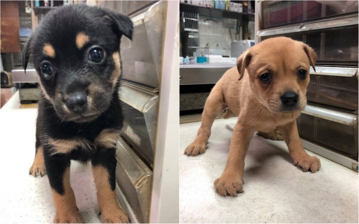 可愛幼犬送養會週末在寵物雲實體店 社團法人中華民國保護動物協會 可愛幼犬送養會週末在寵物雲實體店 社團法人中華民國保護動物協會