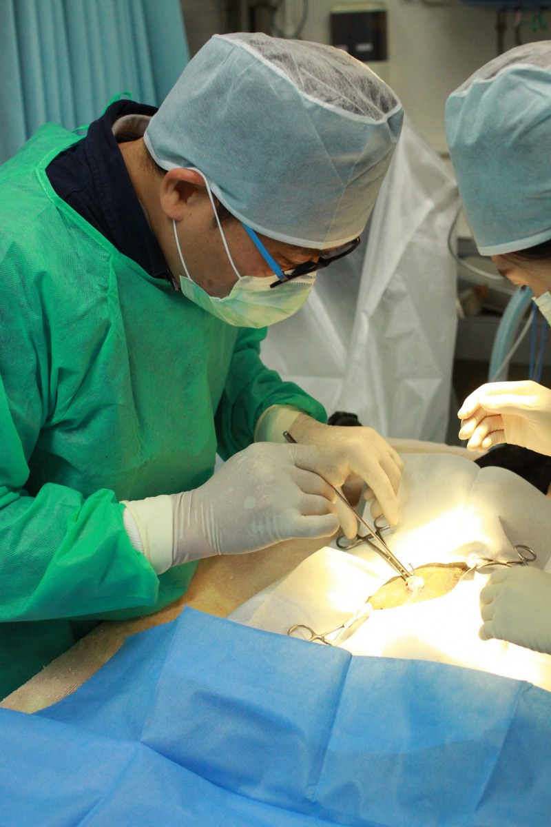 為鼓勵飼主帶毛孩去絕育,台北市提高絕育補助。 台北市動保處/提供