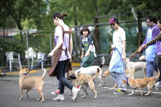 北市動物之家的志工們帶著狗狗出來放風。 台北市動保處/提供